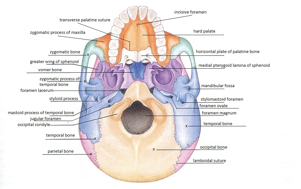 skeletal anatomy skull